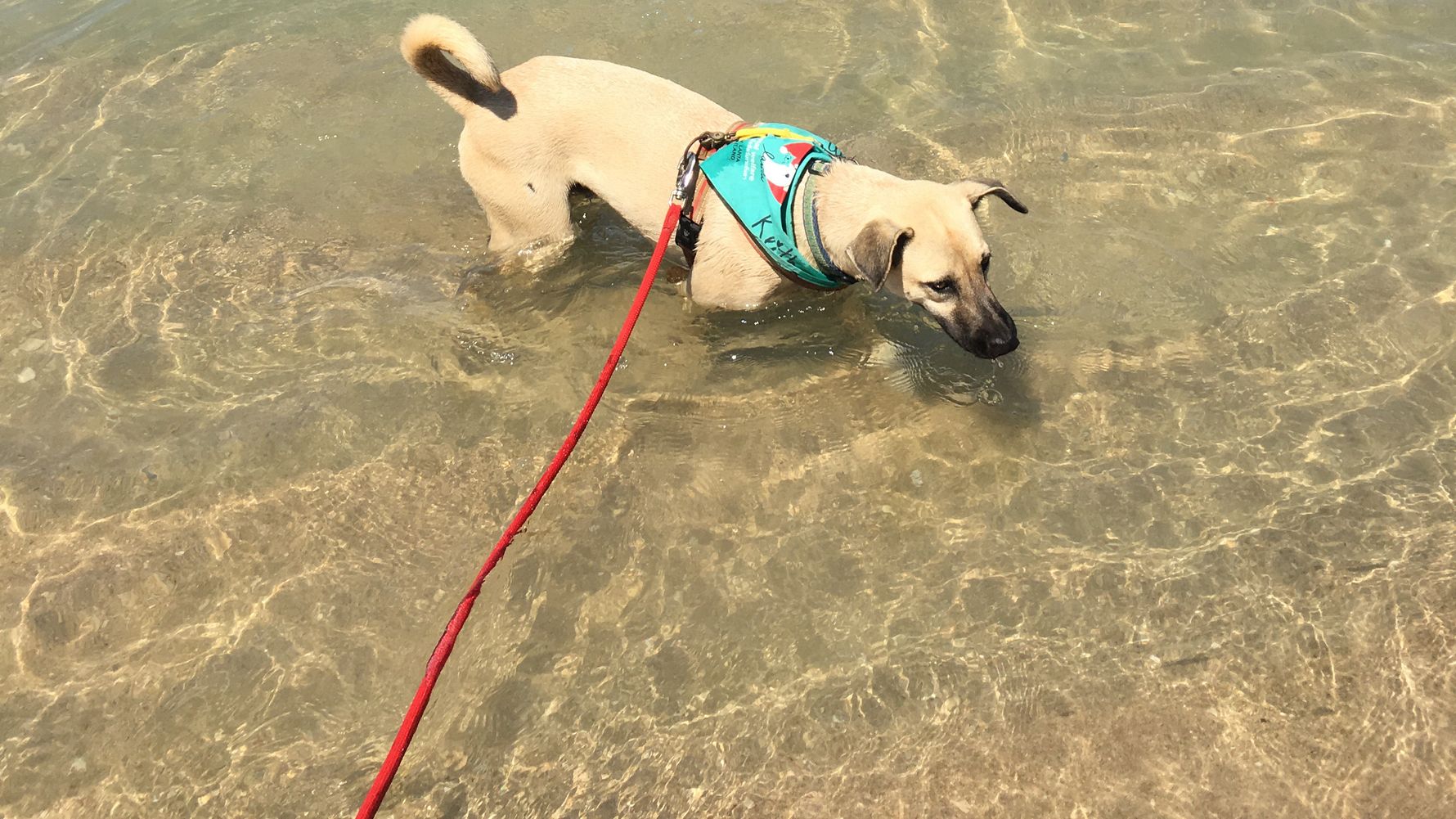 erfahrungsberichte-freiwilligenarbeit-thailand-ko-lanta-tierschutz-kim-hund-im-meer-natucate