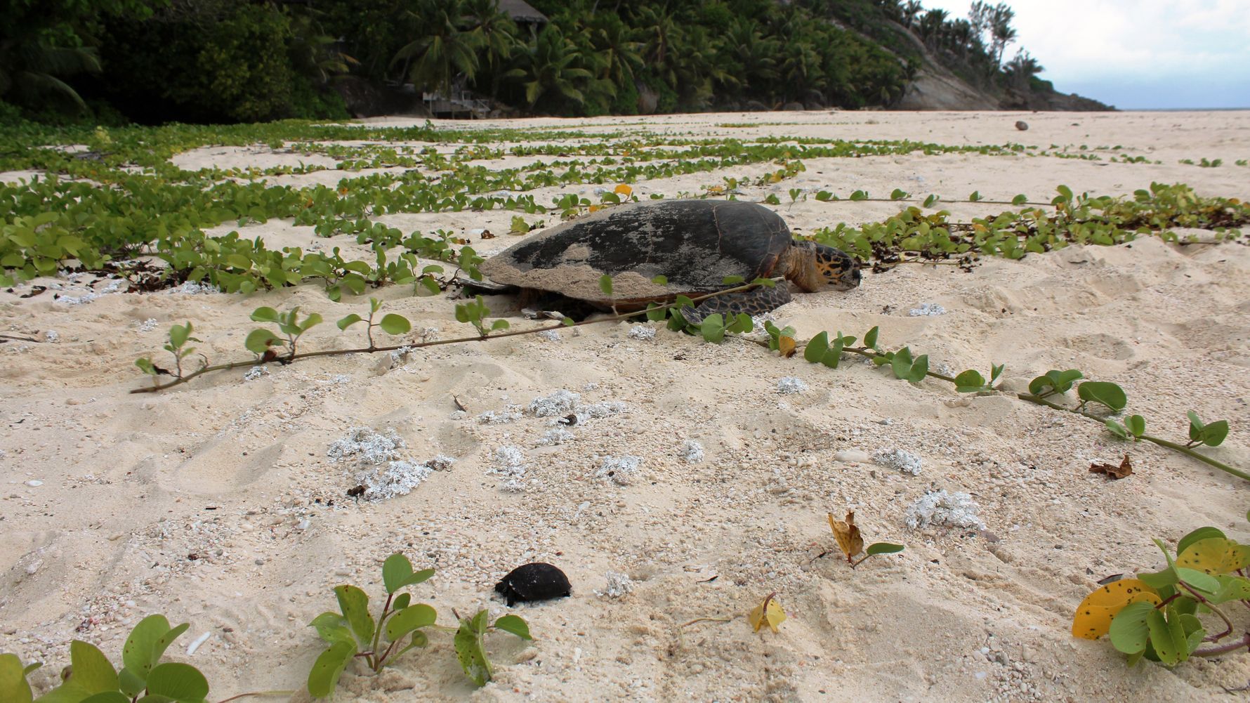 Turtle at the beach