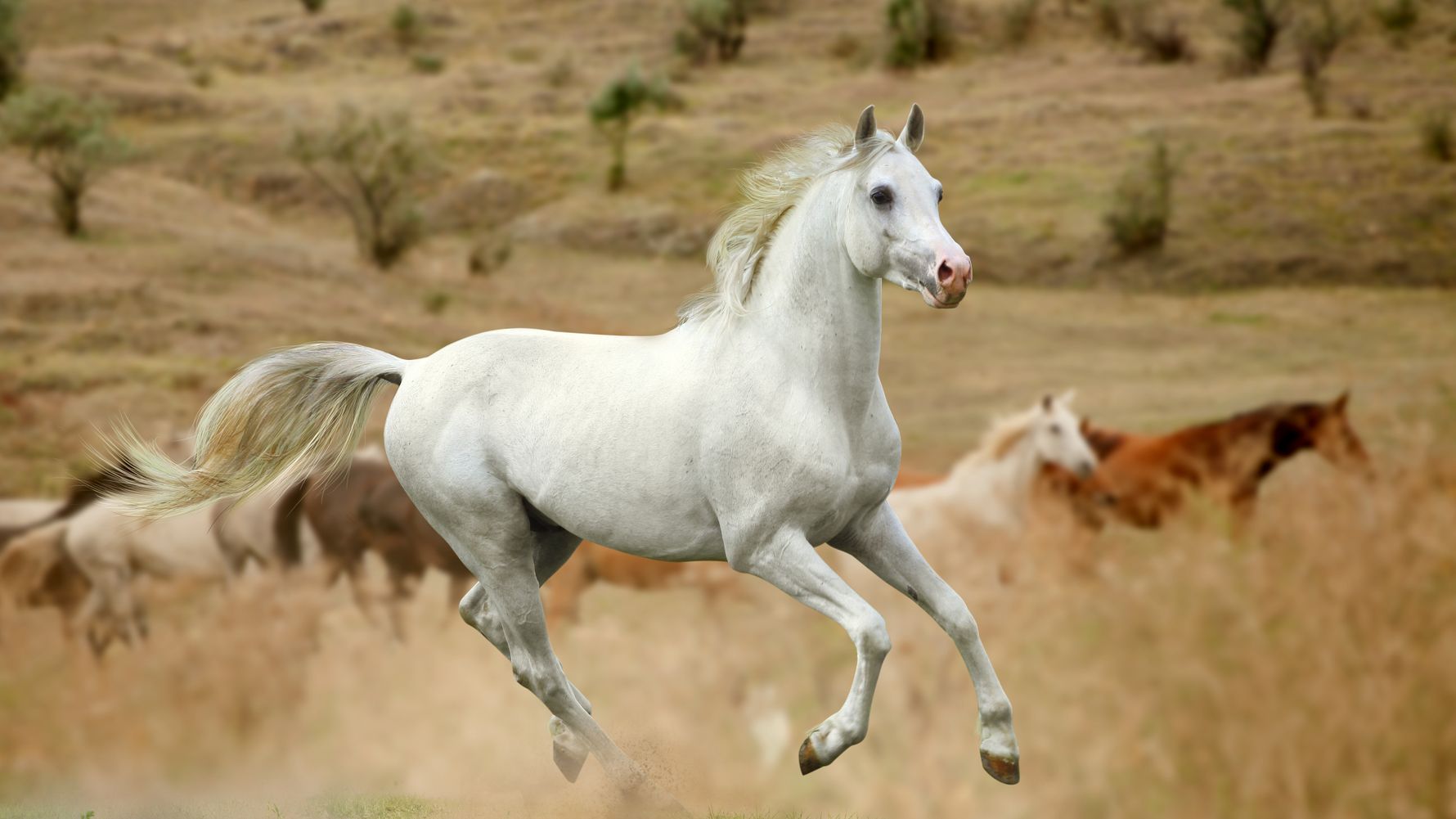 Ein Pferd steht auf einer Duene