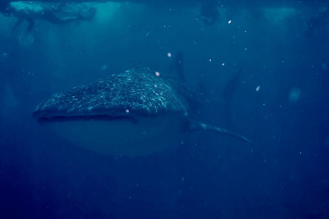 Mehrere Taucher tauchen und schnorcheln zusammen mit einem Walhai in den Gewaessern der Malediven