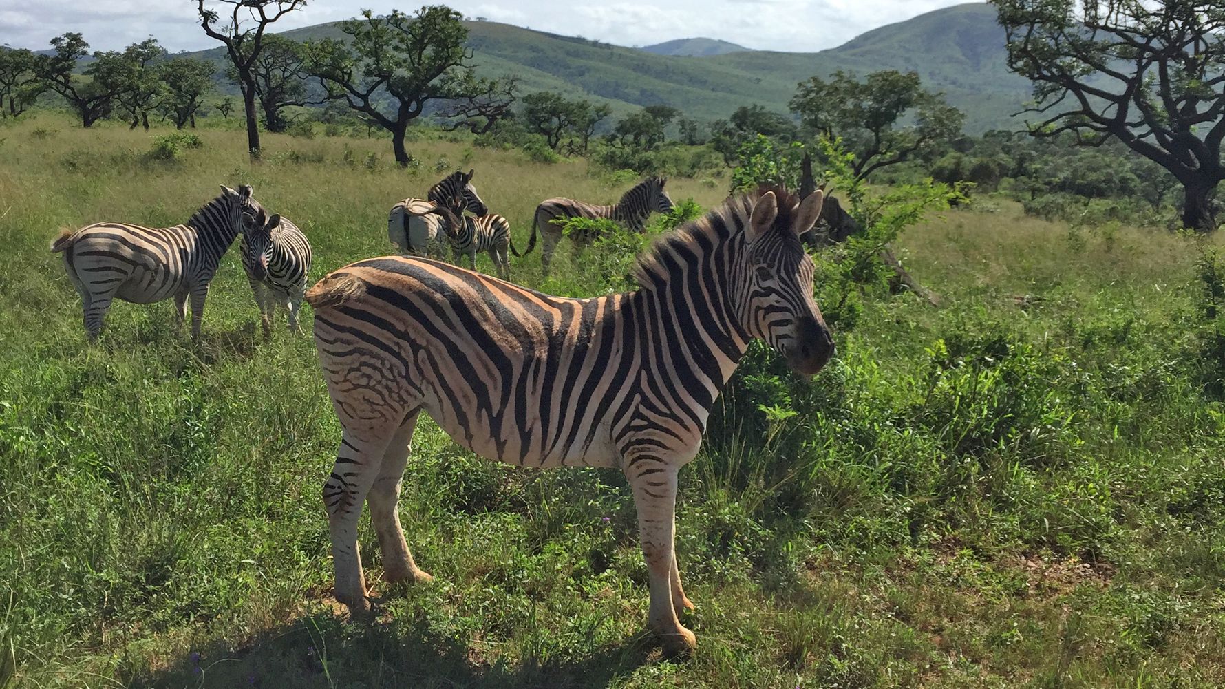 Zebras auf einer Wiese in Suedafrikas Hluhluwe-iMfolozi-Park