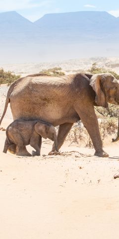 Elephant mum and Baby walk through Damaraland