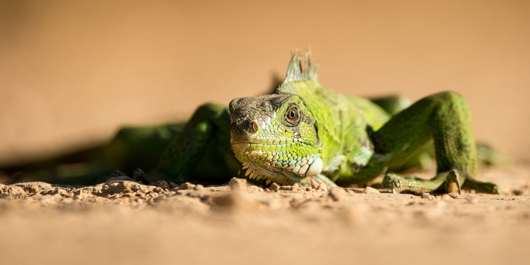 A green iguana (reptile) moves on the ground in the Pantanal region (Brazil)
