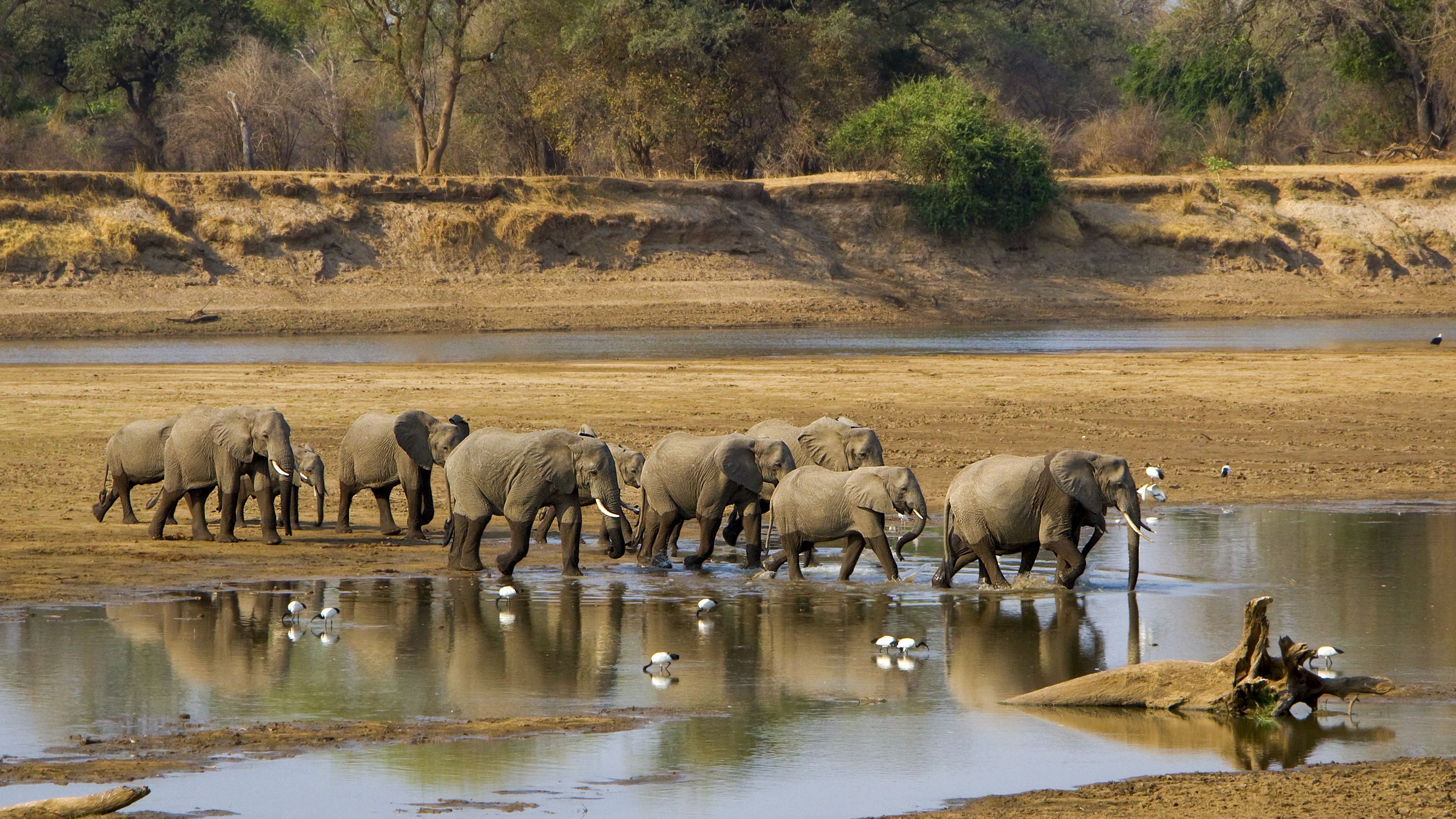 natucate-safari-simbabwe-off-the-beaten-path-zambesi-river-elephant-herd