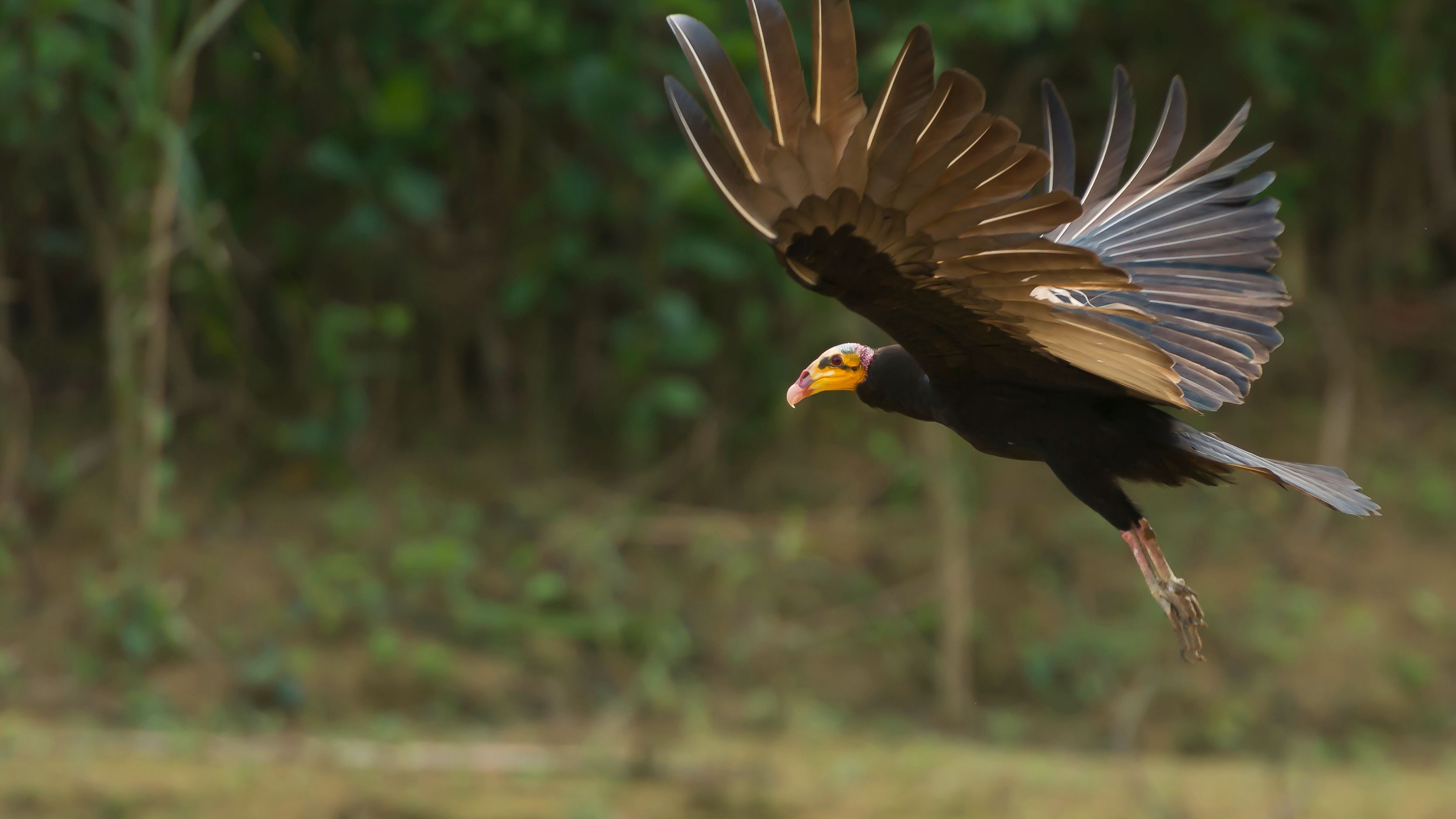 Vogelkunde fuer die Teilnehmer des Natur- und Rangerkurses in Peru