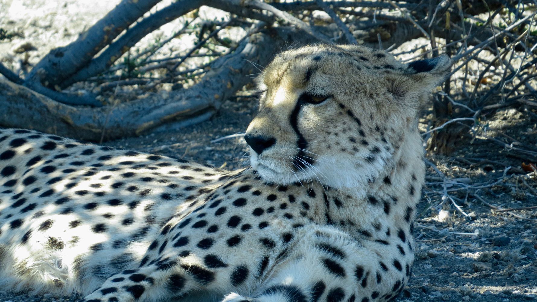 blog-sabbatjahr-katrin-gepard-natucate