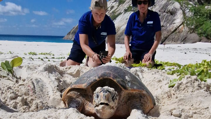 natucate-erfahrungsbericht-seychellen-north-island-sybille-schildkroten-freiwillige