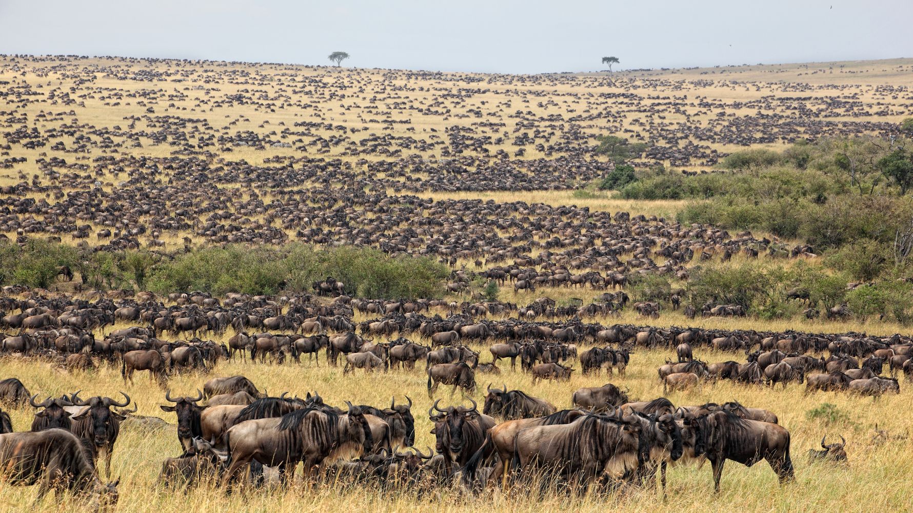 landingpage-rangerkurs-kenia-tierherde-natucate
