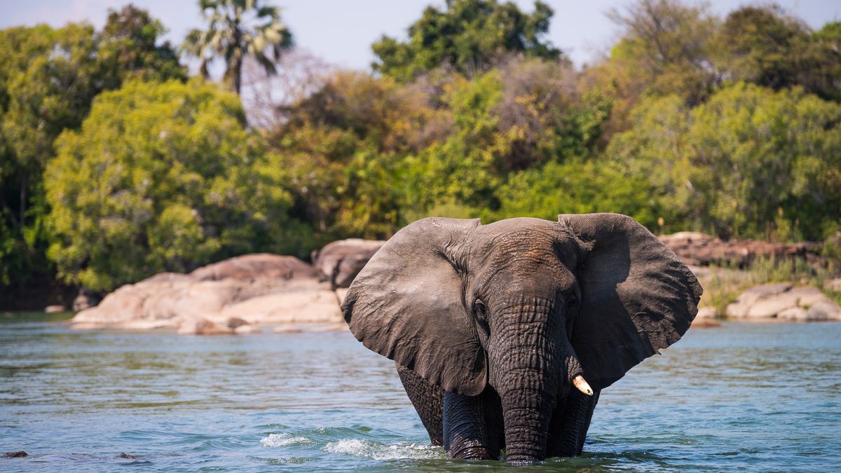 blog-ratgeber-sambia-kafue-nationalpark-elefant-fluss-natucate
