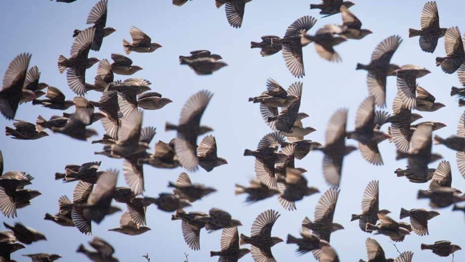 langstreckenzieher-unter-den-voegeln-vogelschwarm-blog-natucate