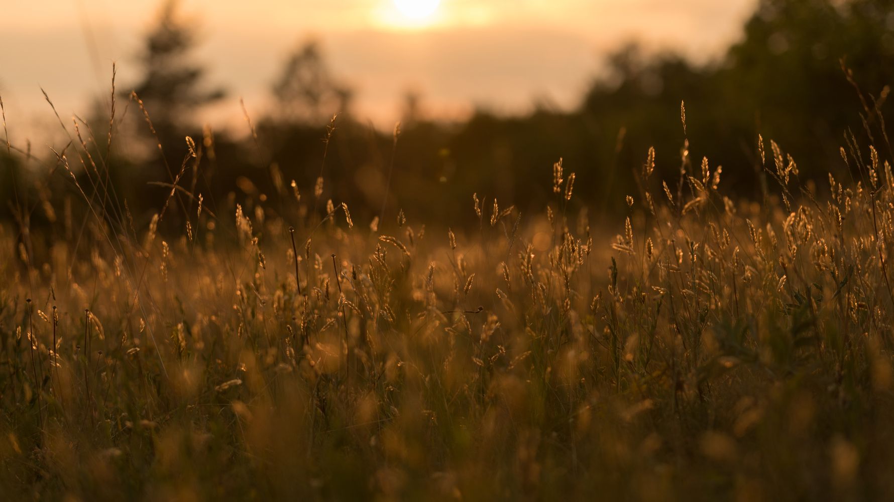 blog-geruch-der-natur-afrika-wiese-sonnenuntergang-natucate