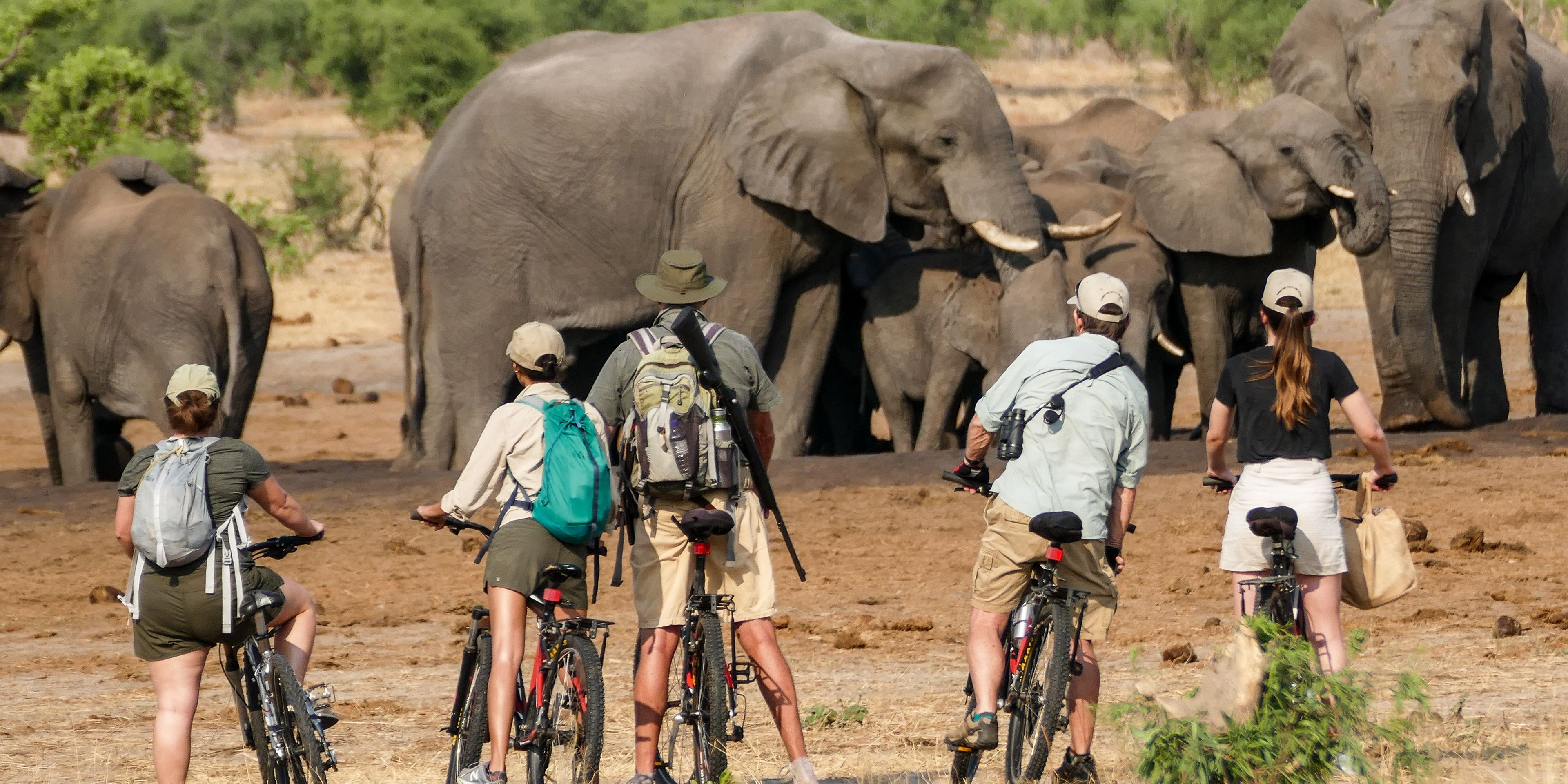 natucate-private-wilderness-experience-hwange-zimbabwe-bike-tour-elephants