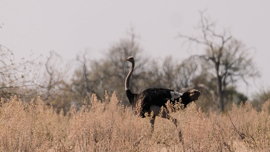 natucate-blog-pr-trip-alice-emu