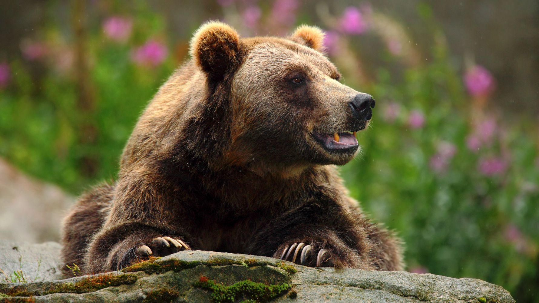 Bears are living in Slovakia's forests