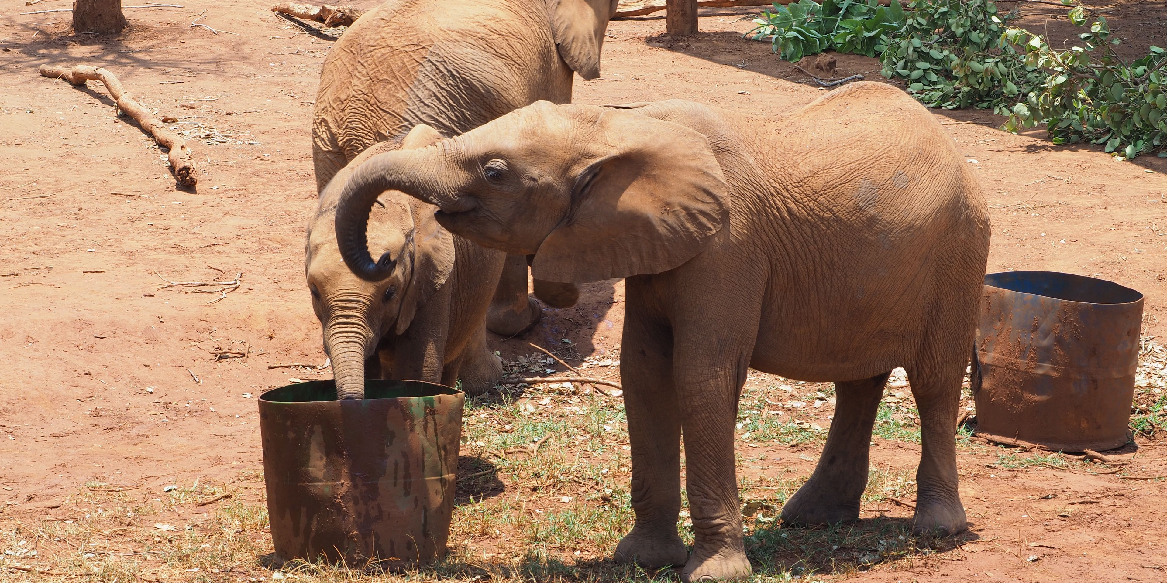Junger Elefant trinkt auf dem Gelaende des Artenschutzprojekts in Lusaka