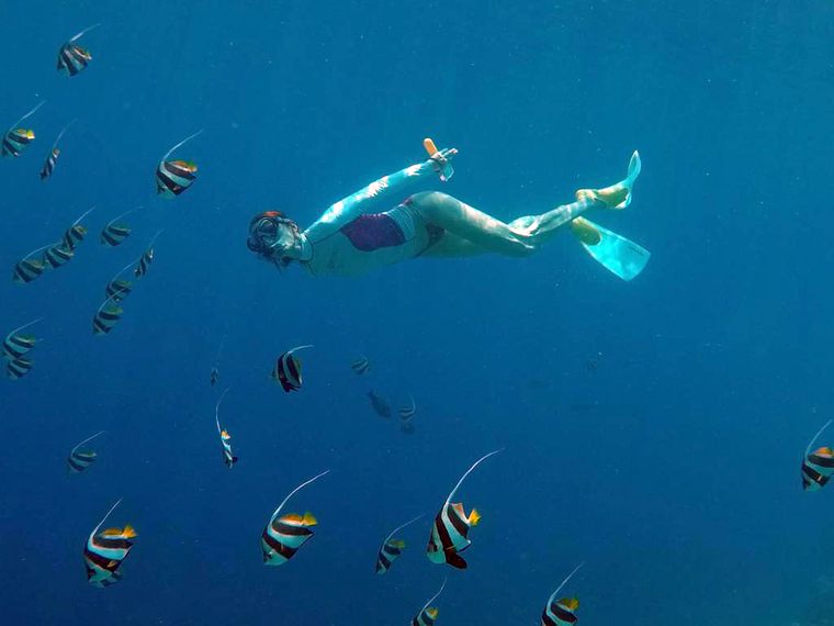 Rangerausbildung: Eine Schnorchlerin mit einem Schwarm Halfterfische