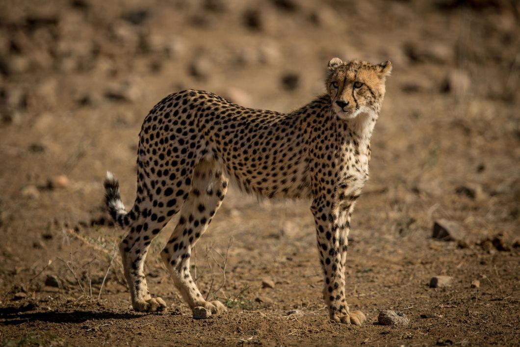 naturkurs-suedafrika-ecotracker-wildlife-monitoring-gepard-natucate