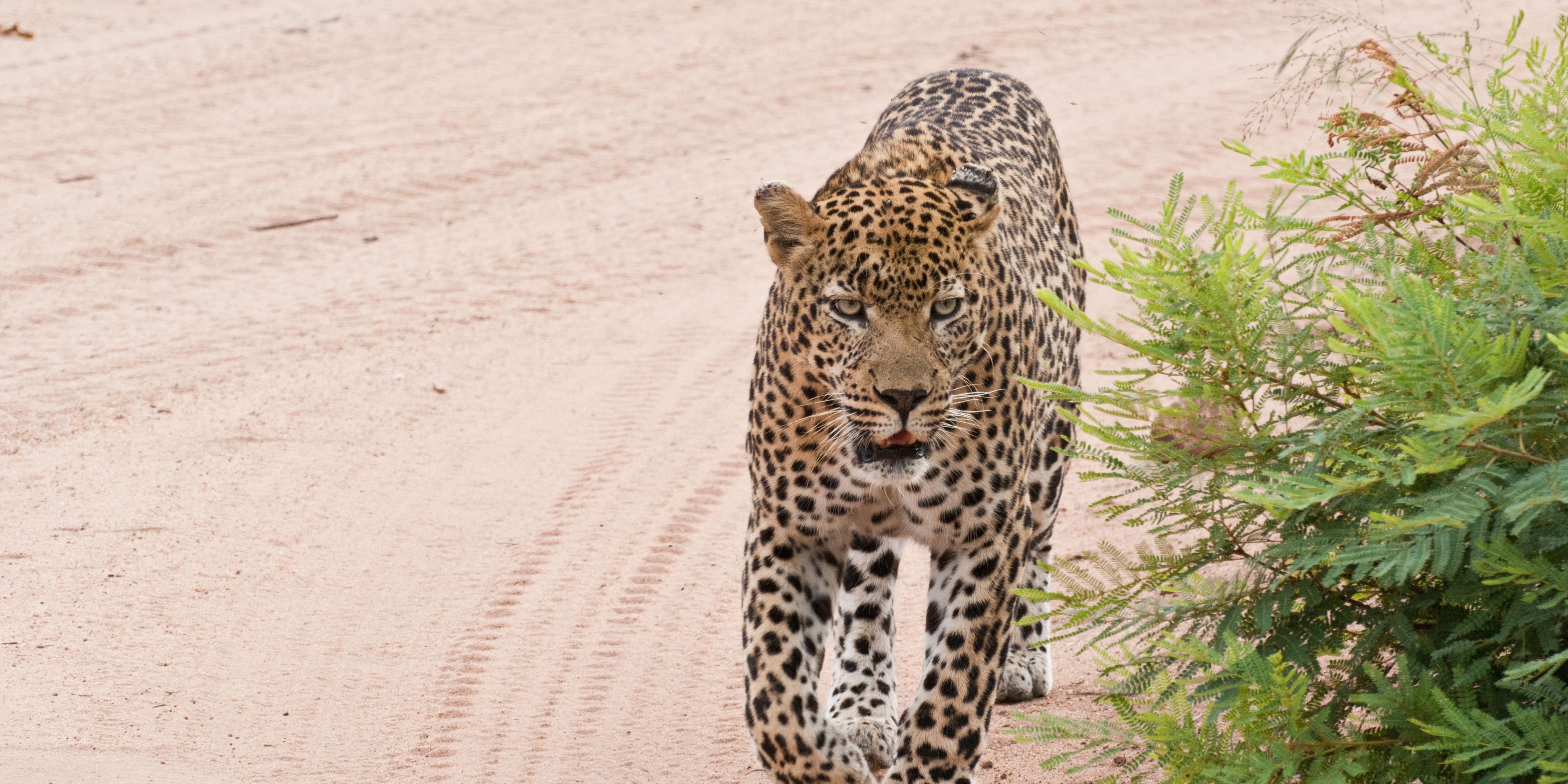 Leopard