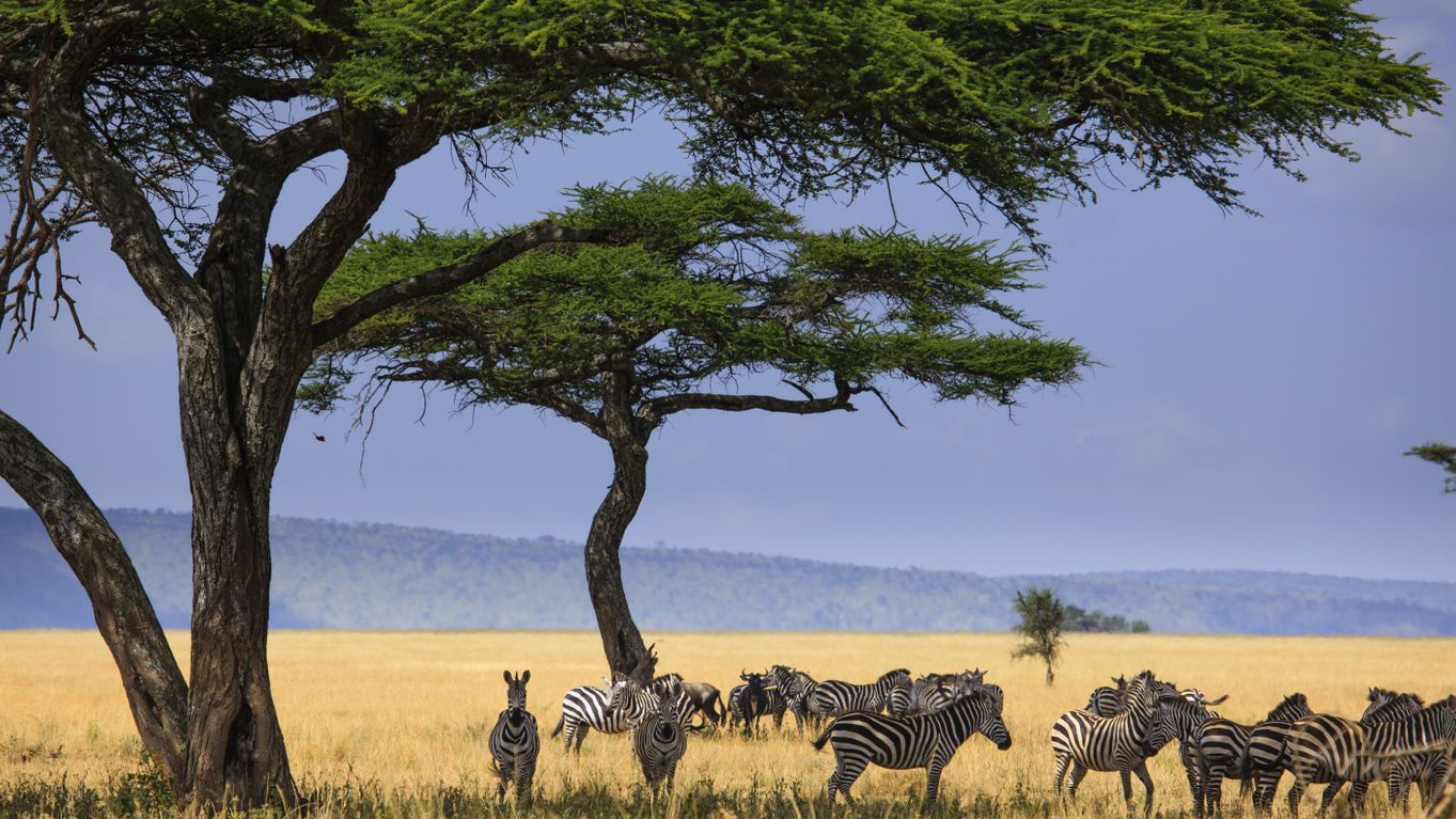 Serengeti National Park wildlife
