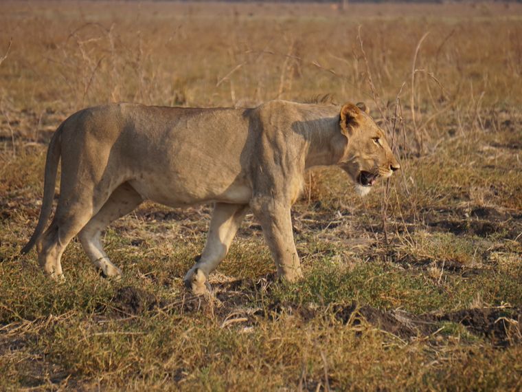 natucate-blog-erfahrungsbericht-malawi-wildtier-monitoring-dennis-lowe