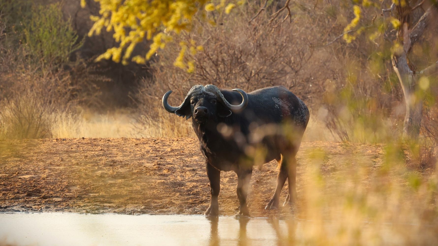 natucate-blog-review-james-kalahari-wildbeest