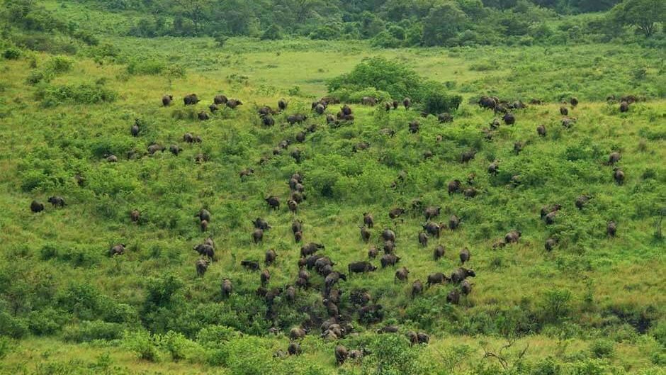 blog-ratgeber-suedafrika-kwazulu-natal-buffalo-herde-natucate