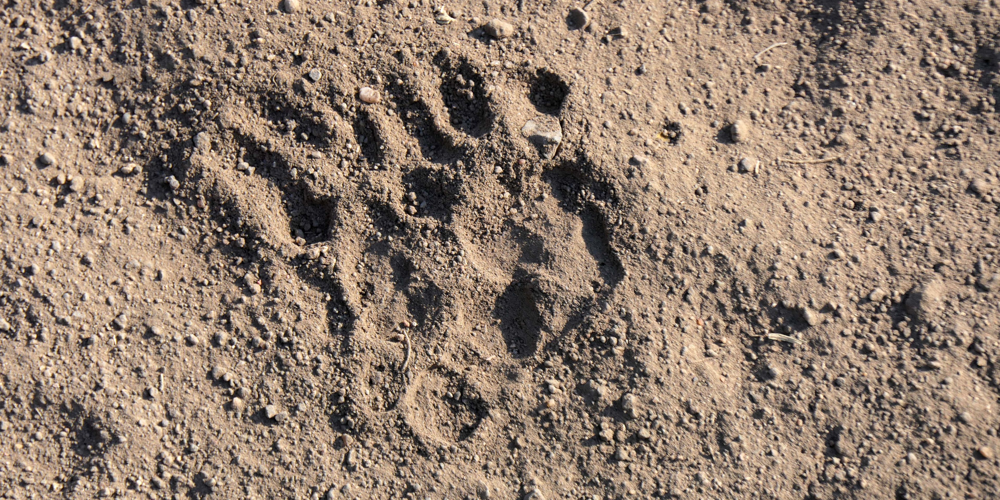 Spur im Sand