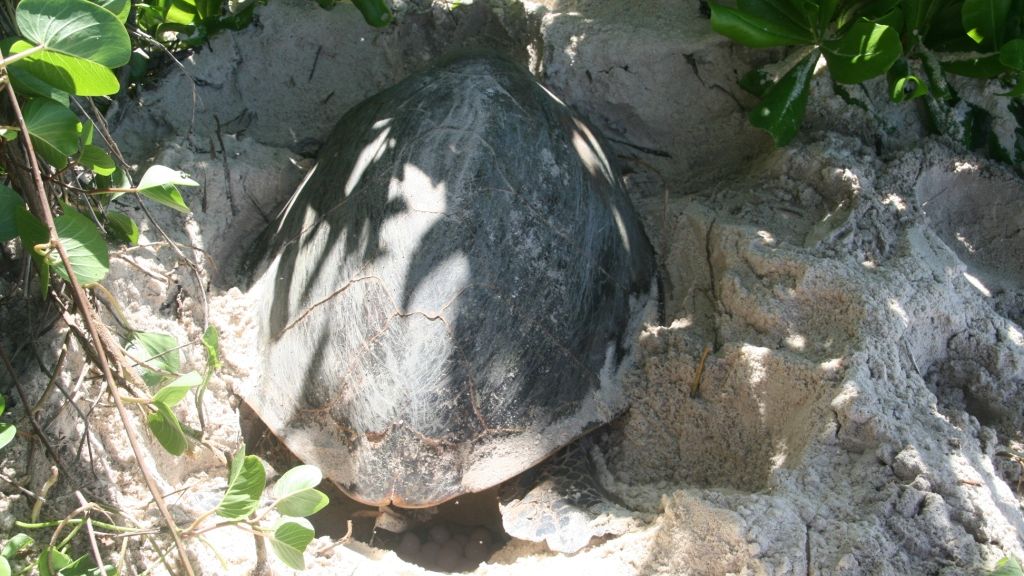 freiwilligenarbeit-seychellen-erfahrungsbericht-artenschutz-kundenfotos-schildkroetennest-natucate