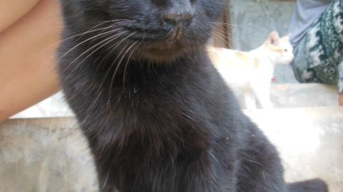 Eine kleine Katze sitzt mit Volunteeren auf einer Treppe