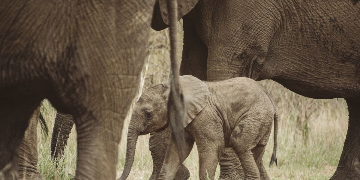 A baby elephant stands between adult elephants in South Africa