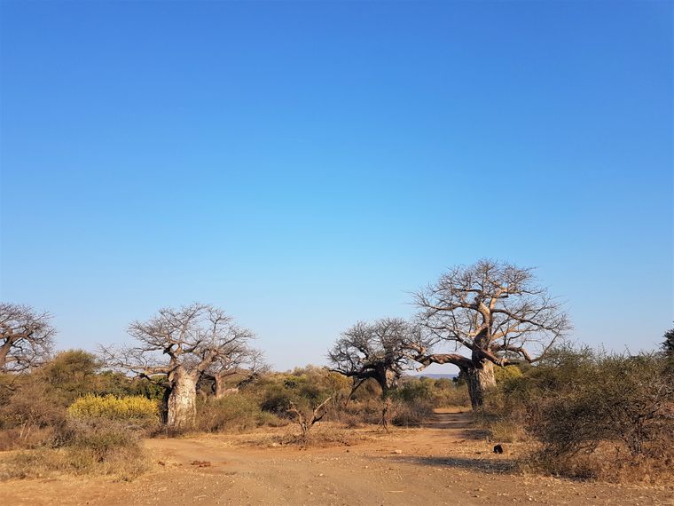 affenbrotbaum-afrika-naturwissen
