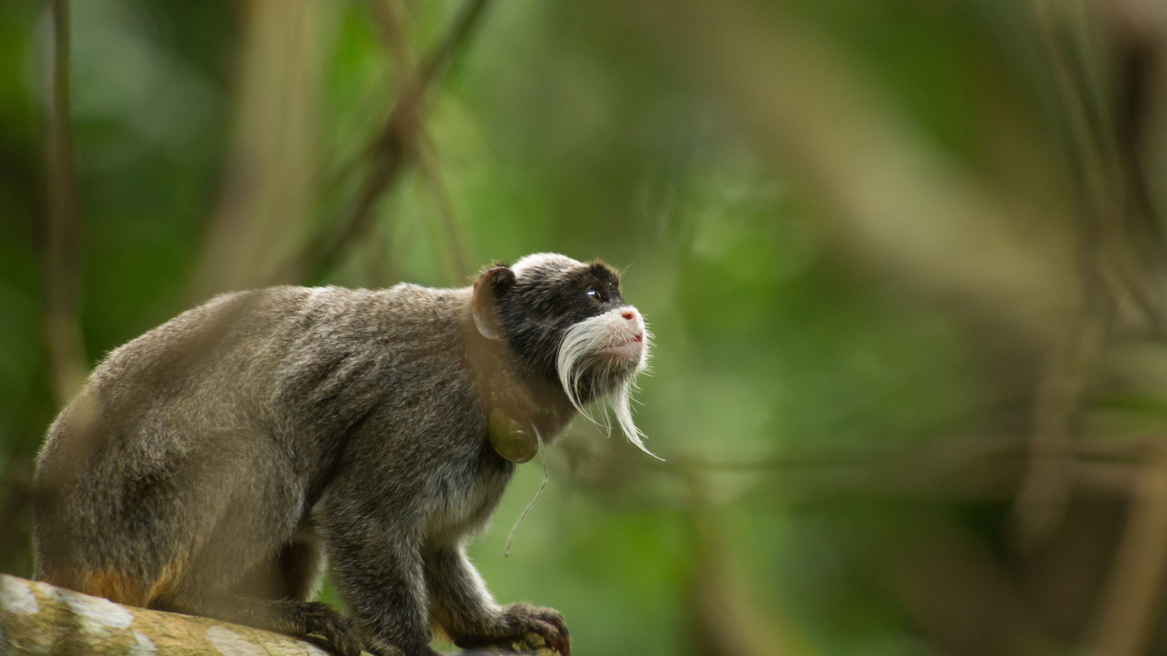 Primatologie im Rahmen eines Natur- und Rangerkurses in Suedamerika