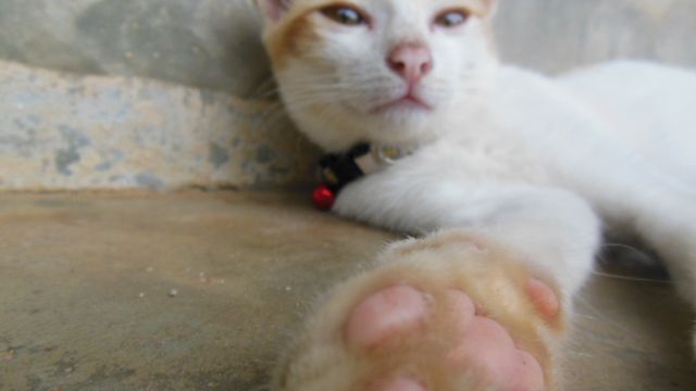 freiwilligenarbeit-thailand-erfahrungsbericht-tierschutz-katze-weiss-natucate