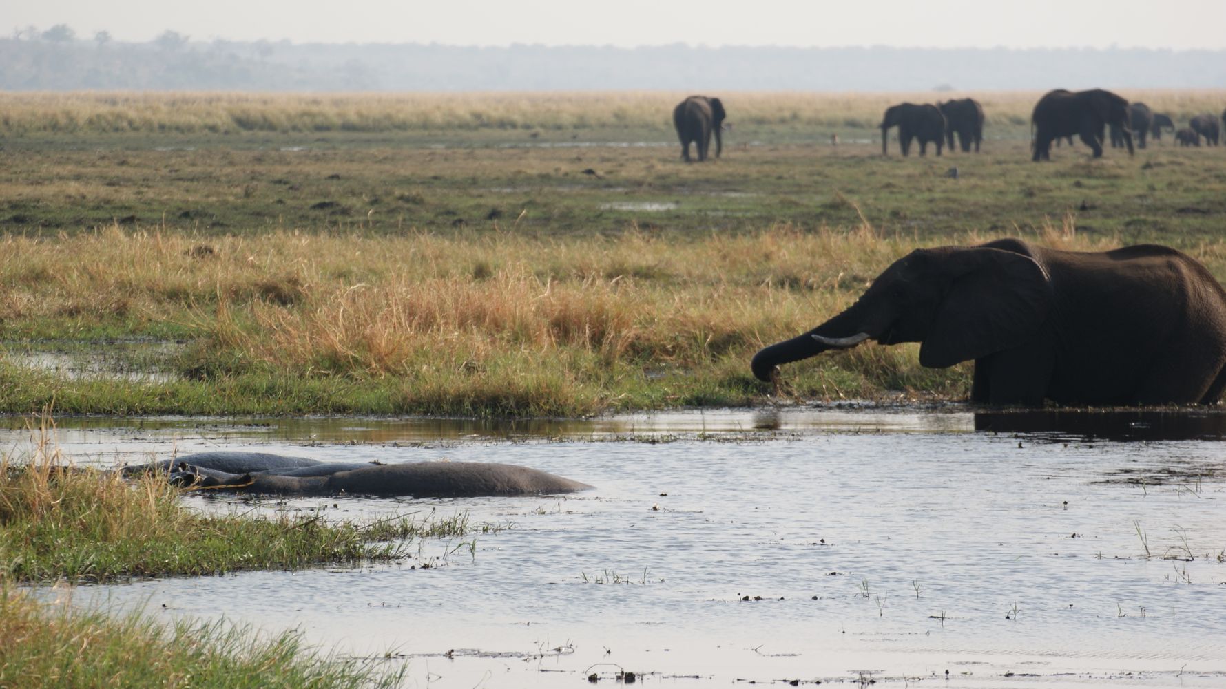 blog-ratgeber-botswana-okavango-delta-elefant-blog-natucate