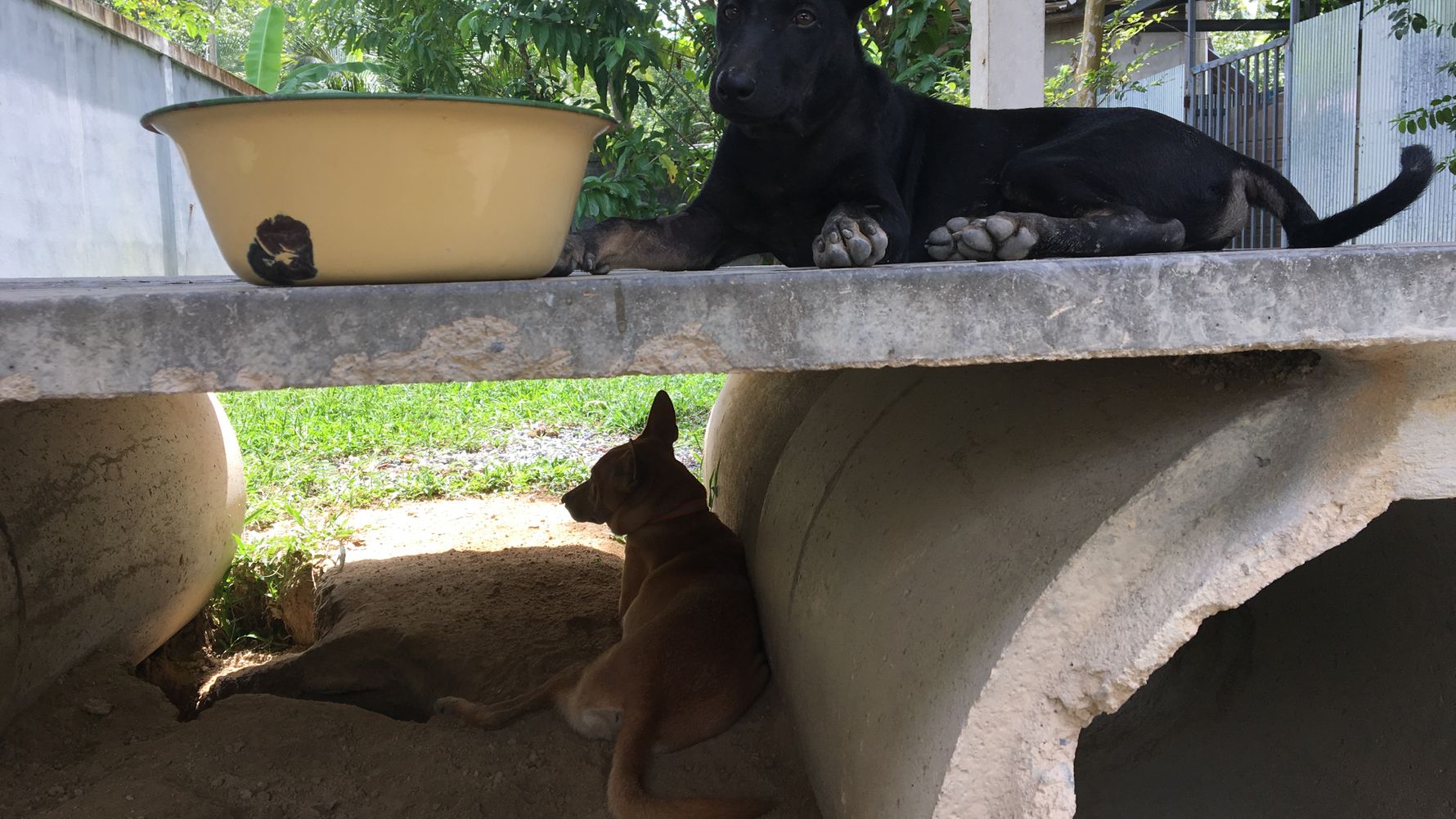 freiwilligenarbeit-asien-thailand-gewinnspiel-natucate-blog-tierschutz