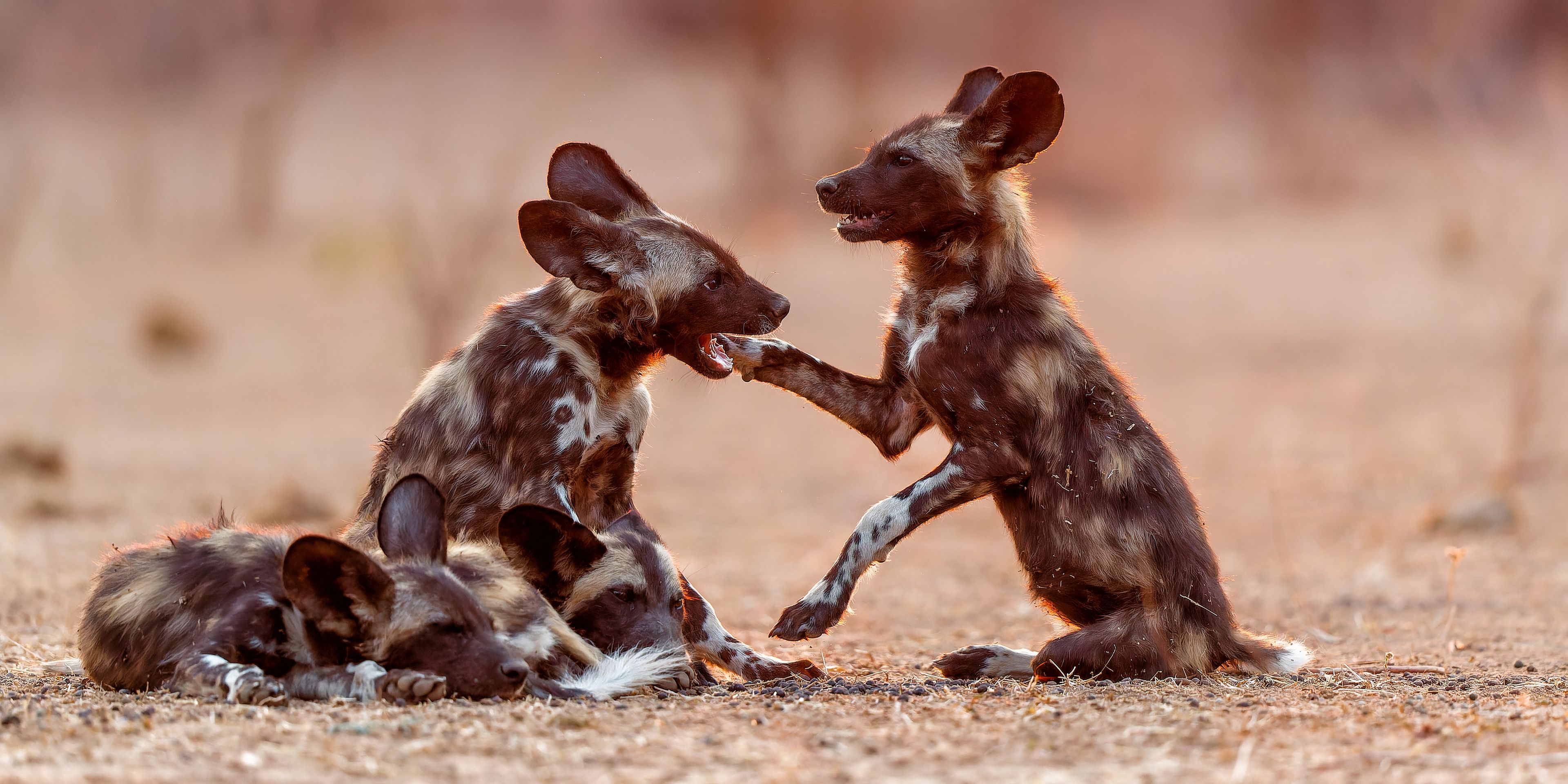 safari-expedition-botswana-setari-khwai-wild-dogs-young