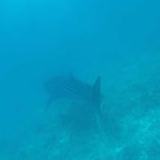 freiwilligenarbeit-malediven-erfahrungsbericht-kundenfotos-artenschutz-walhai-natucate