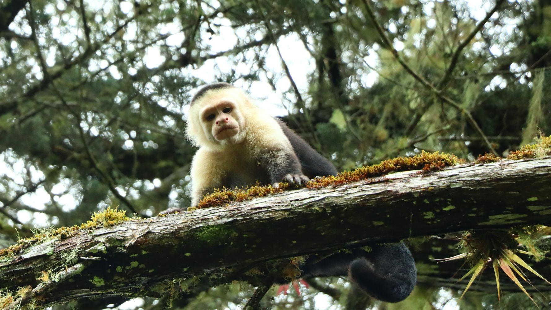 erfahrungsbericht-freiwilligenarbeit-costa-rica-forestconservation-lennart-monkey-2-natucate.jpg