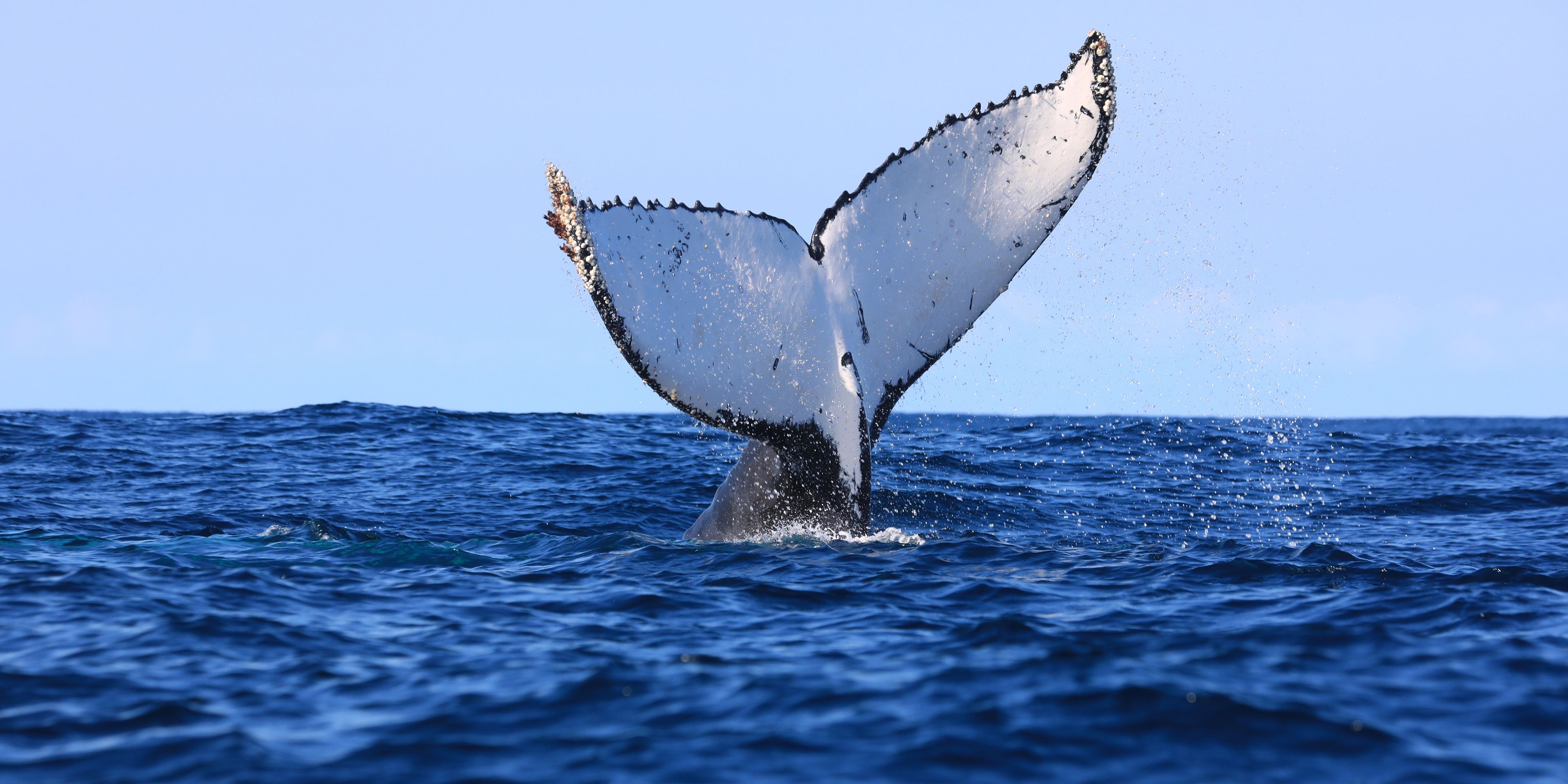 Walflosse Wild Coast