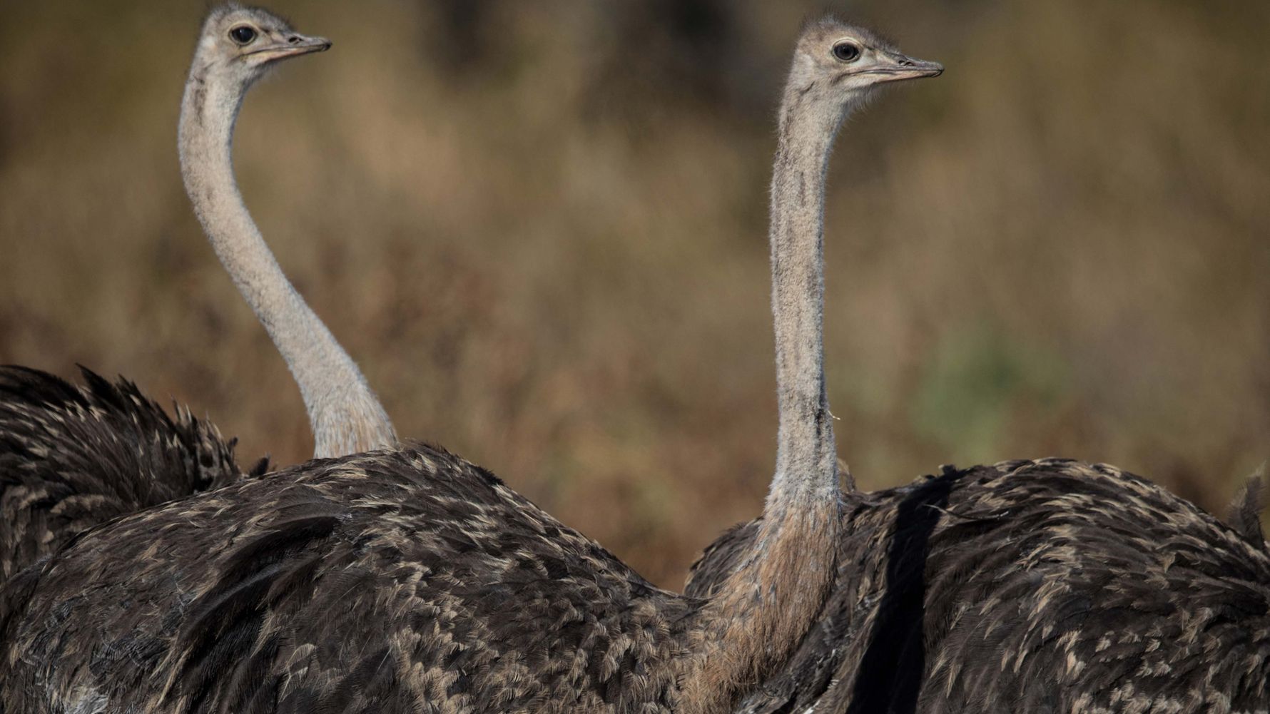 landingpage-conservation-safaris-botswana-straussen-natucate