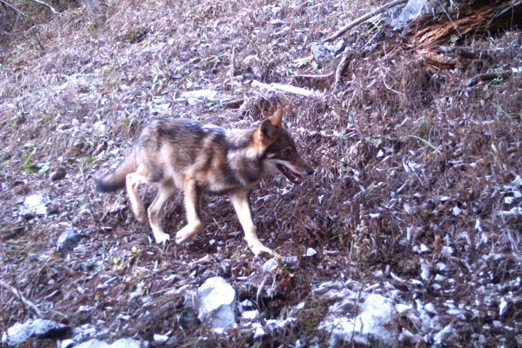 Wolf laeuft durch ein Waldgebiet in der slowakischen Region Liptau