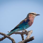 suedafrika-erfahrungsbericht-rangerausbildung-kundenfotos-vogel-natucate