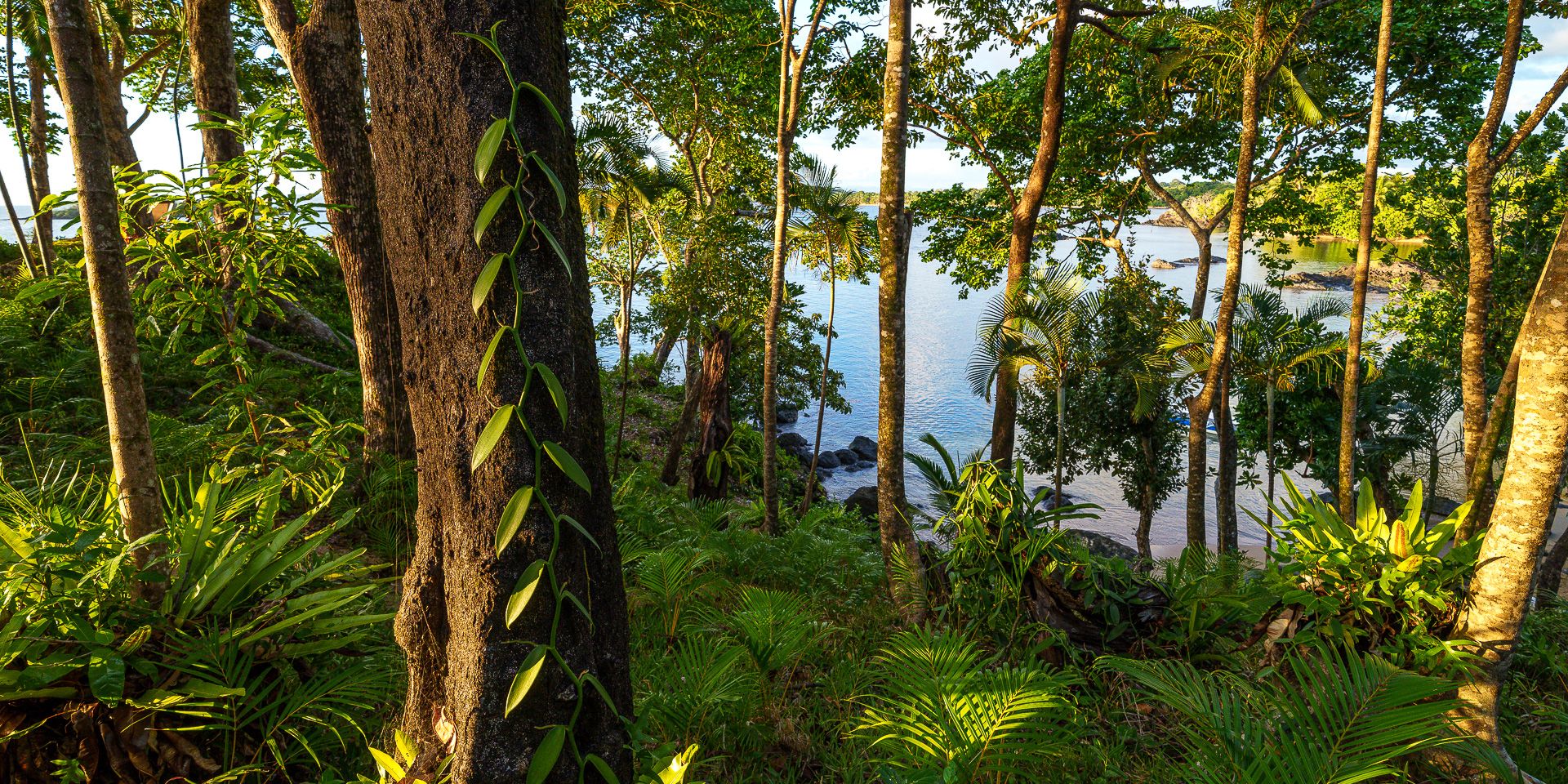 Rainforest with lots of plants