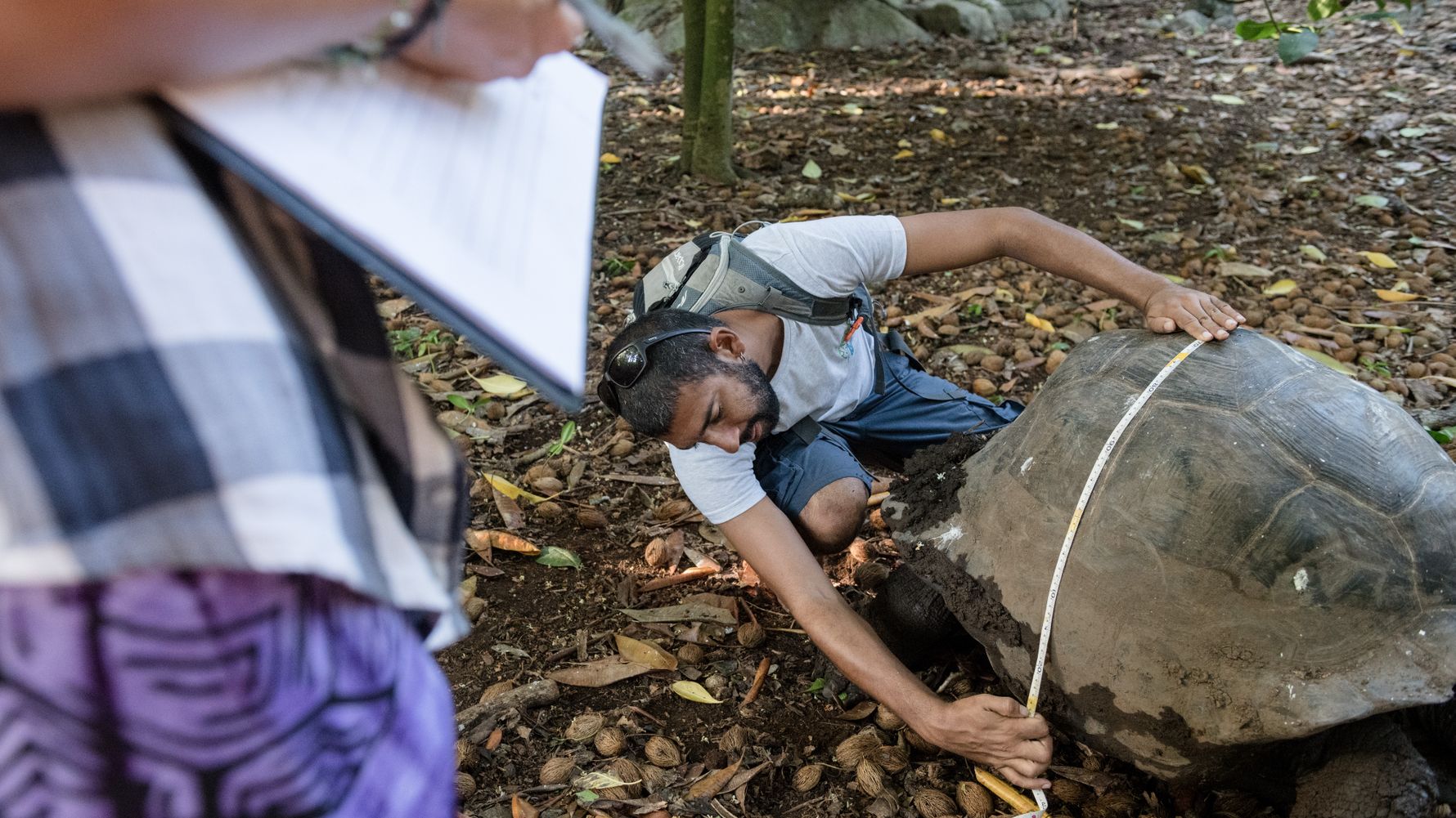 erfahrungberichte-freiwilligenarbeit-seychellen-cousin-island-lorenzo-landschildkroete