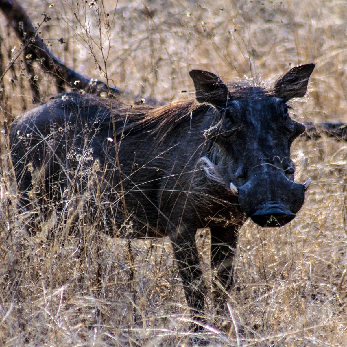 erfahrungsberichte-suedafrika-rangerausbildung-warzenschwein-natucate