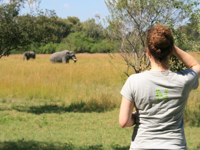 blog-ratgeber-botswana-chobe-nationalpark-elefanten-natucate