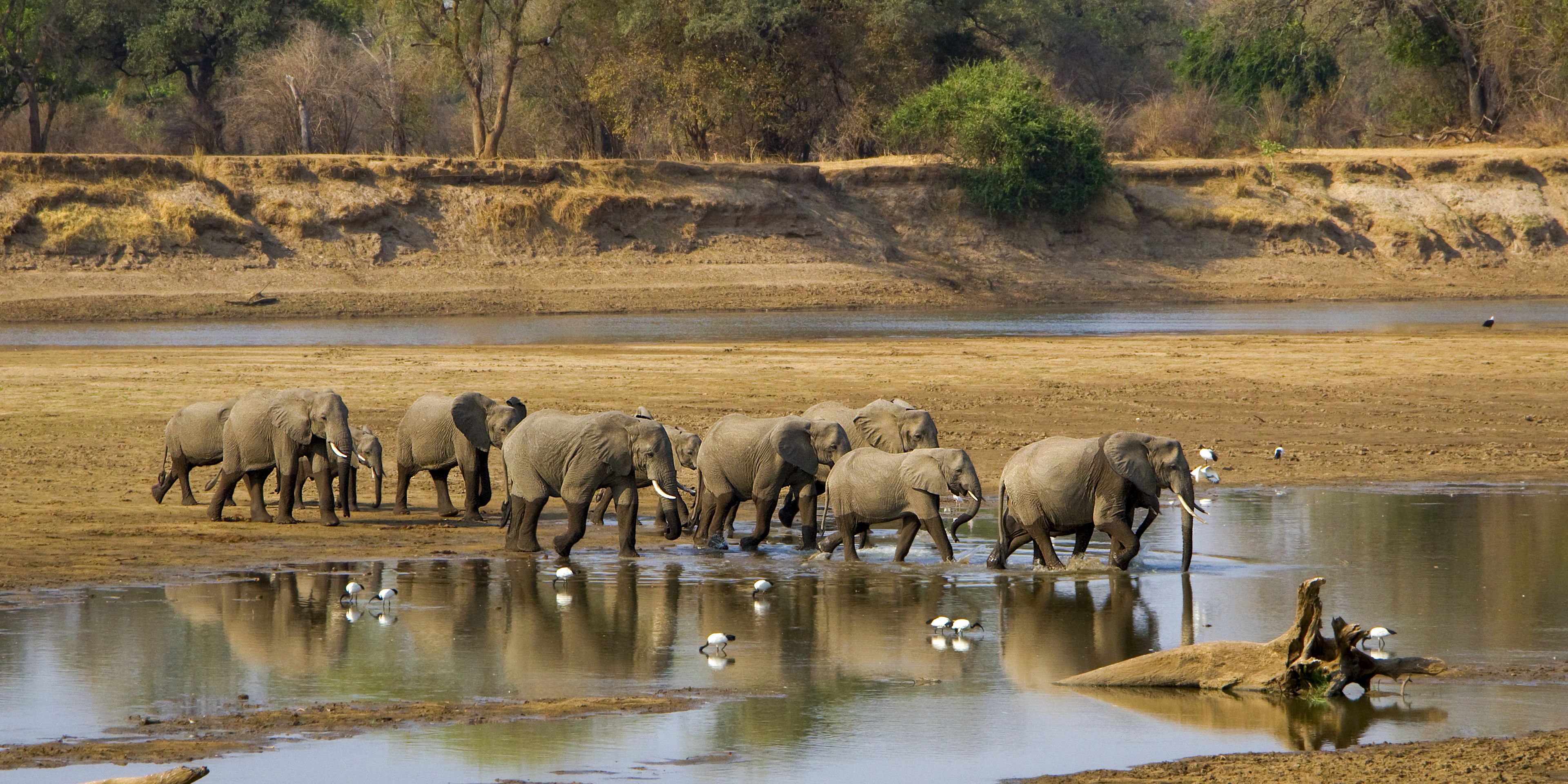 natucate-safari-simbabwe-off-the-beaten-path-zambesi-river-elephant-herd