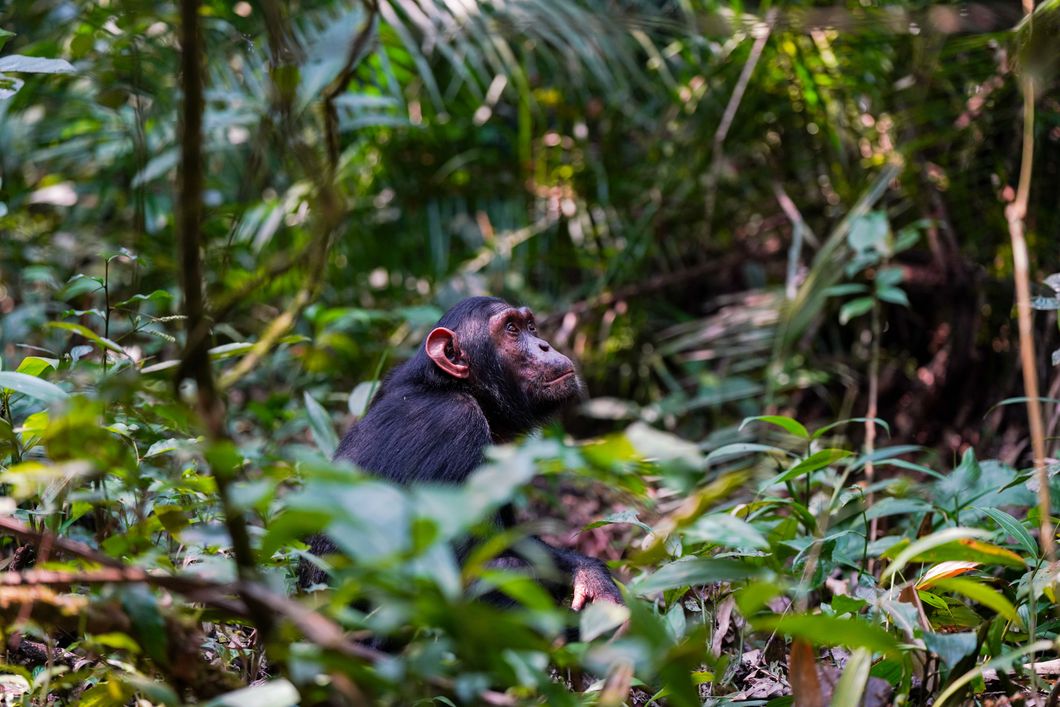 natucate-volunteering-uganda-chimpanzee-project-sitting-greenery