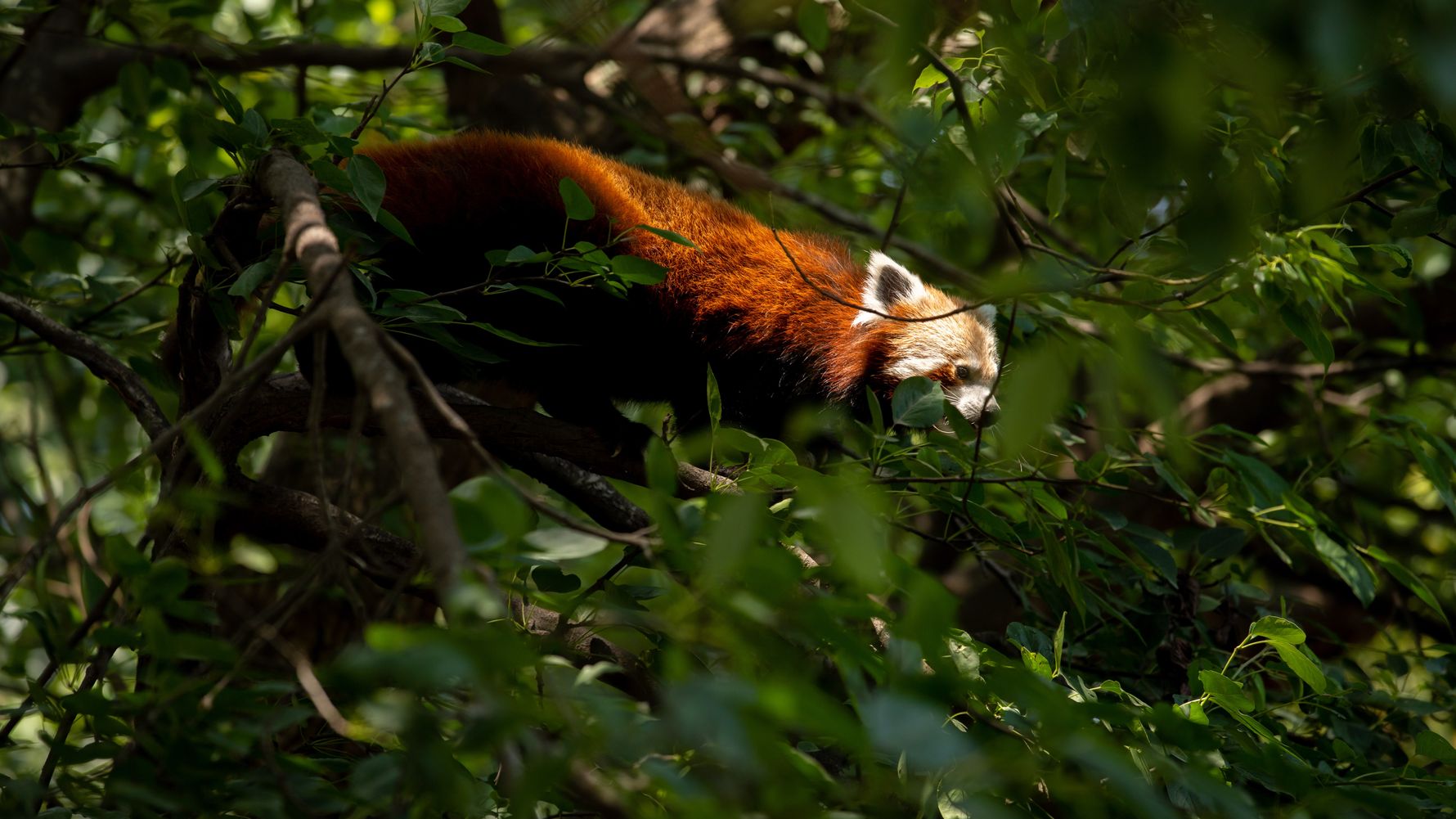 Red Panda