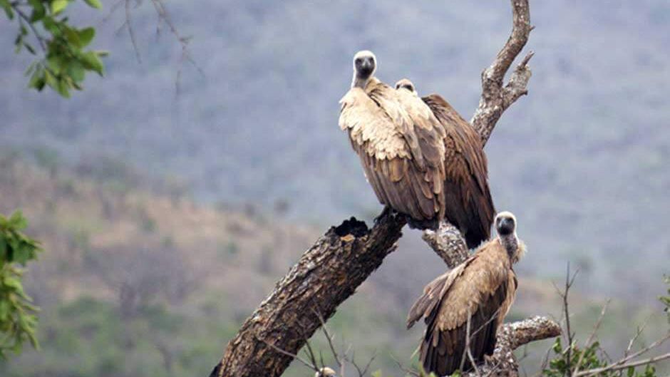 bedrohte-geier-artenschutz-afrika